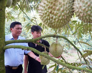 Khóc ròng với sầu riêng nghịch vụ