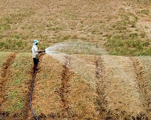 Dự báo xâm nhập mặn 13 tỉnh miền Tây trong mùa khô 2024-2025