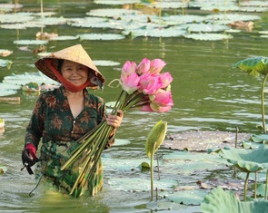 Nghệ An quảng bá du lịch và ẩm thực về sen