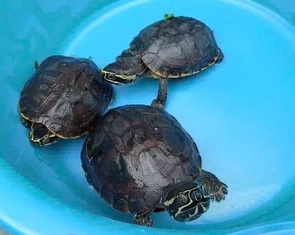 Bỏ rùa quý hiếm, người bán rùa chạy lấy người khi thấy lực lượng kiểm tra