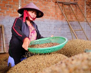 Việt Nam xuất khẩu cà phê top đầu: Đã tới lúc tự định đoạt?