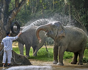 'Chảy nước mắt' khi nghe tin Thảo cầm viên Sài Gòn có thể đóng cửa vì nợ tiền đất 800 tỉ