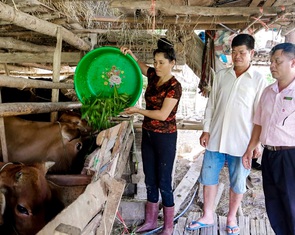 Xây dựng nhiều mô hình sản xuất nông nghiệp