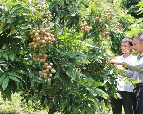 Hội Nông dân đồng hành hội viên phát triển kinh tế