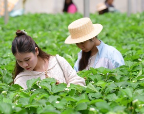 Để Đà Lạt xanh, bền vững: Cần thay đổi thói quen của người dân và du khách!