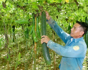 Thu nhập cao từ sản xuất rau, quả an toàn