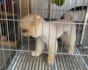 Chủ quán nhậu thịt chó, mèo chết vì bệnh dại