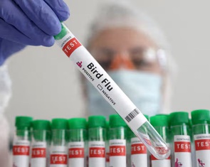 Cúm A/H5N1 bùng phát ở Mỹ, Trung Quốc: Nguy cơ tử vong cao với thai phụ, trẻ sơ sinh