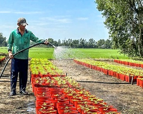 Chi phí tăng, nông dân miền Tây trồng hoa Tết lo lắng