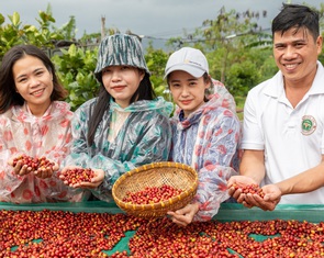 Quảng Trị đưa cà phê đặc sản, cao dược liệu… lên sàn Alibaba của Trung Quốc