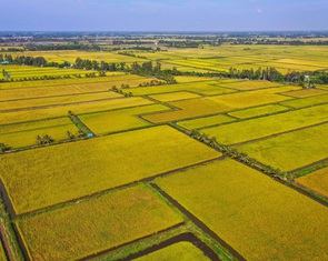 Gạo Việt Nam xuất khẩu rớt giá kỷ lục lần đầu tiên sau 2 năm