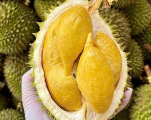 Trồng sầu riêng ở Lào mang về lãi cao cho Cao su Đắk Lắk