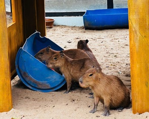 Thảo cầm viên Sài Gòn ra mắt gia đình ‘bộ ngoại giao’ capybara