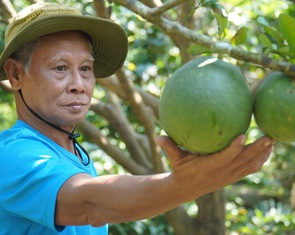 Mặn tăng nhanh bất ngờ, nhà vườn Bến Tre không kịp trở tay