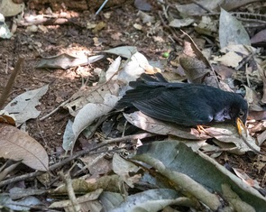 Xót xa chim di cư bị hạ sát giữa rừng đặc dụng