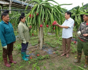 Mai Sơn vào vụ thu hoạch thanh long