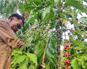 Giá cà phê giảm mạnh, nhiều nông dân và doanh nghiệp nói 'bị sốc'