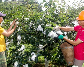 Xây dựng sản phẩm OCOP lê Tai Nung