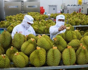Giá sầu riêng chạm mốc 200.000 đồng/kg đầu năm, nhà vườn phấn khởi