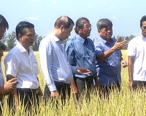 Giảm phát thải mới nâng được giá trị hạt gạo Việt