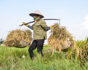 Gạo Việt và 4 điều nhà nông cần cân nhắc