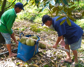 Sầu riêng bất ngờ rớt giá, thương lái năn nỉ nhà vườn 'bớt chút đỉnh'