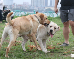 Hà Nội yêu cầu tăng cường hoạt động của đội bắt chó thả rông