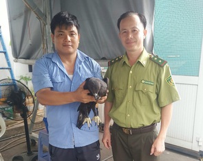 Bảo vệ Trường THCS Vân Đồn bắt được diều đầu nâu quý hiếm