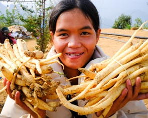 Đẳng sâm núi Ngọc Linh vào trăm món ngon đẳng cấp thế giới