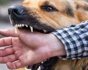 Bình Thuận ghi nhận một ca tử vong nghi do bệnh dại, chưa xác định nguồn lây