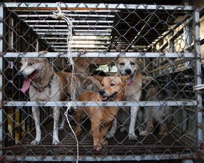 Nuôi chó mèo kèm theo trách nhiệm, không thể chỉ vui cho riêng mình