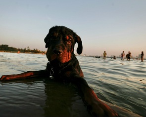 Quyết liệt bắt chó thả rông, phạt nặng, được không?
