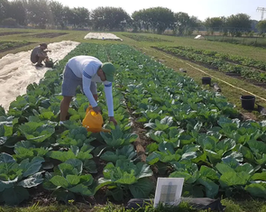 Khoa học: Nước tiểu con người là phân bón cực tốt cho cây