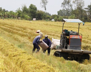 Thương lái mua lúa dùng những 'chiêu' gì để ép nông dân?