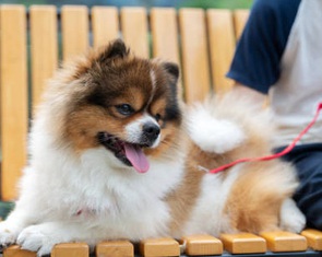 Bị nhắc vì đưa chó vào khu vui chơi của trẻ, cô gái lý lẽ 'chó cũng như trẻ con'