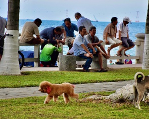 Xử lý 'nạn' chó thả rông tại Nha Trang: Nơi làm được, nơi không