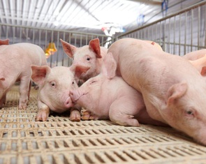 Doanh nghiệp Việt vào top công ty chăn nuôi heo lớn nhất thế giới