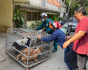Chưa thể thành lập đội bắt chó thả rông với quy mô toàn TP.HCM
