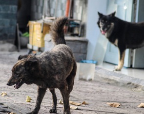 Bị chó nhà hàng xóm cắn, bé gái nhập viện với nhiều vết thương vùng đầu, gáy