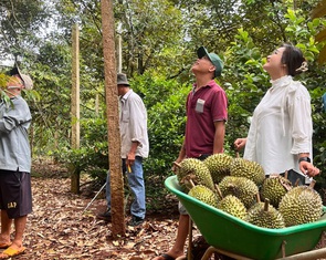 Đắk Lắk mời du khách trải nghiệm vườn sầu riêng đạt chuẩn
