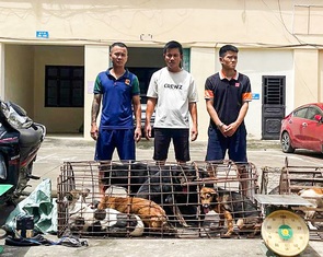 Hơn nửa tháng, nhóm trộm chó bắt gần 100 con chó