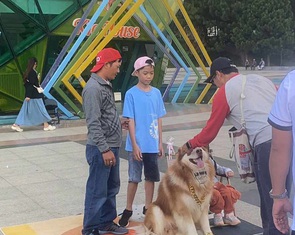 Yêu cầu Đà Lạt cấm cho thuê chó chụp hình nơi công cộng