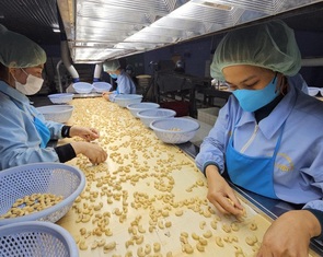 Việt Nam xuất khẩu điều hàng đầu thế giới nhưng nhập thô đến 90%