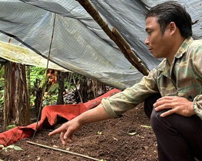 Trộm quy mô lớn liên tục ở vườn sâm Ngọc Linh, người trồng lo lắng
