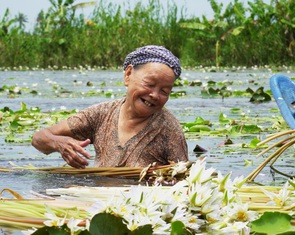 Về Cà Mau mùa nước ngập đồng hái bông súng ma