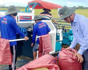 Giá gạo ST tăng 'khủng' gần 50%, 'cha đẻ' Hồ Quang Cua nói 'tín hiệu tốt'