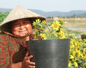 Dân trồng hoa Tết ở Phú Quốc phấn khởi khi được khách đặt mua sớm