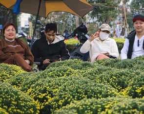 Đà Nẵng: Hoa Tết rực rỡ xuống phố, giá bình ổn