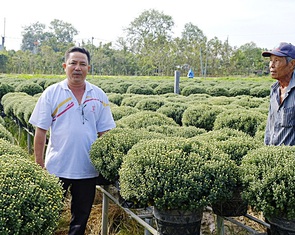 Cúc mâm xôi sớm ở làng hoa Sa Đéc hút hàng