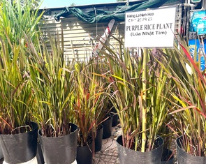 Kiểng Tết ở Nha Trang độc lạ với lúa, khoai mì, mía